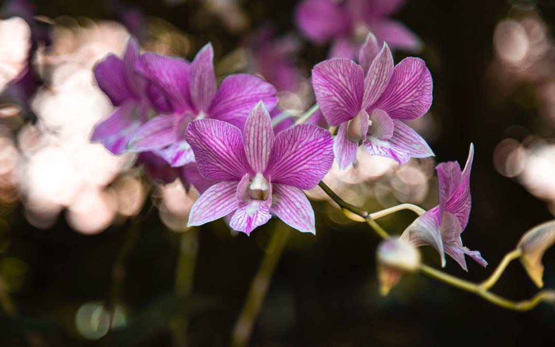 Everything You Need To Know About Orchids