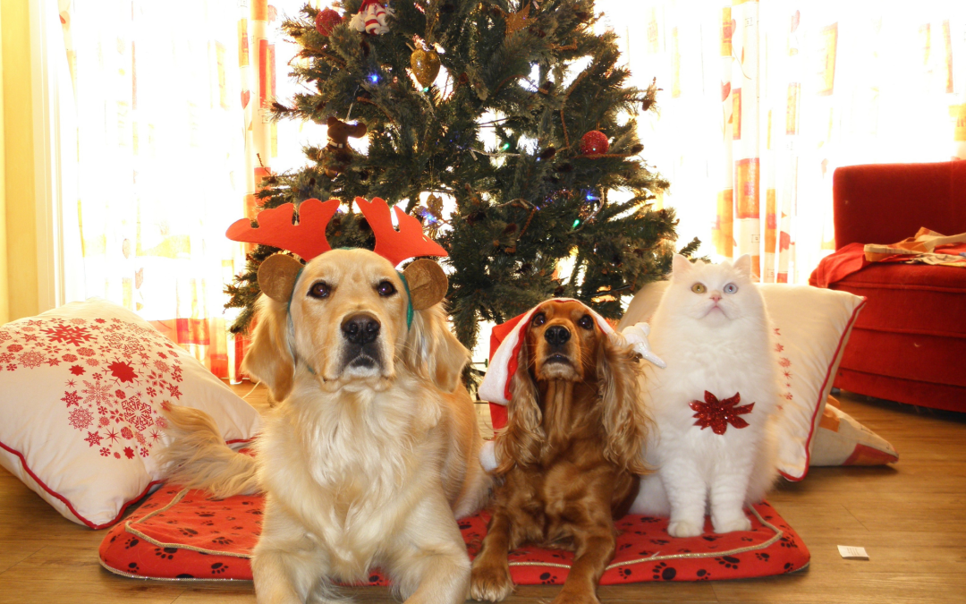 Dress Your Pet Up For The Holidays