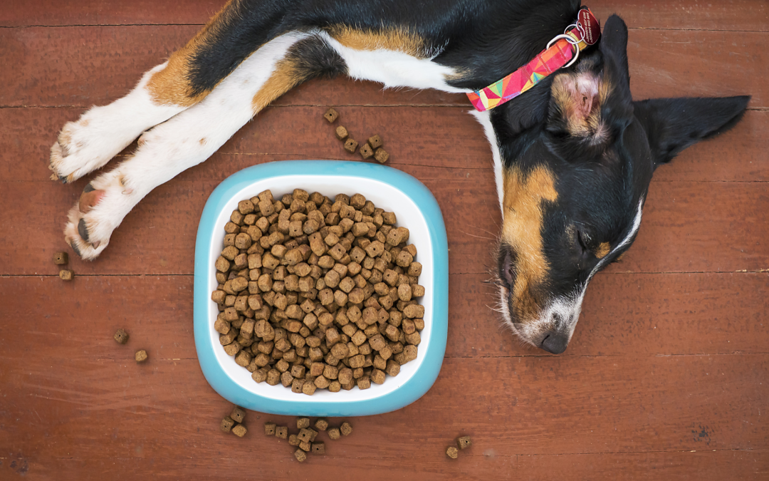 Everything You Need To Know About Pet Food