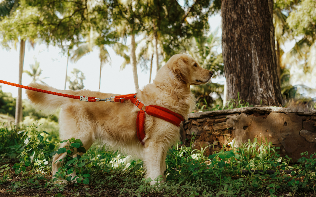 A Guide to Choose the Perfect Pet Leash