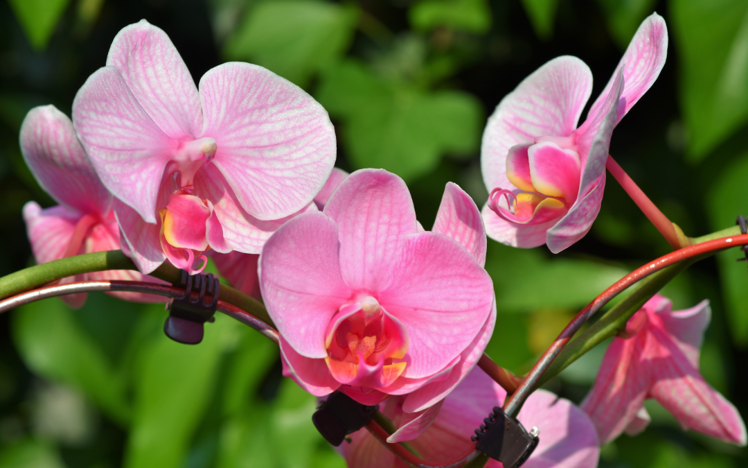 Indoor And Outdoor Orchid Plant Food