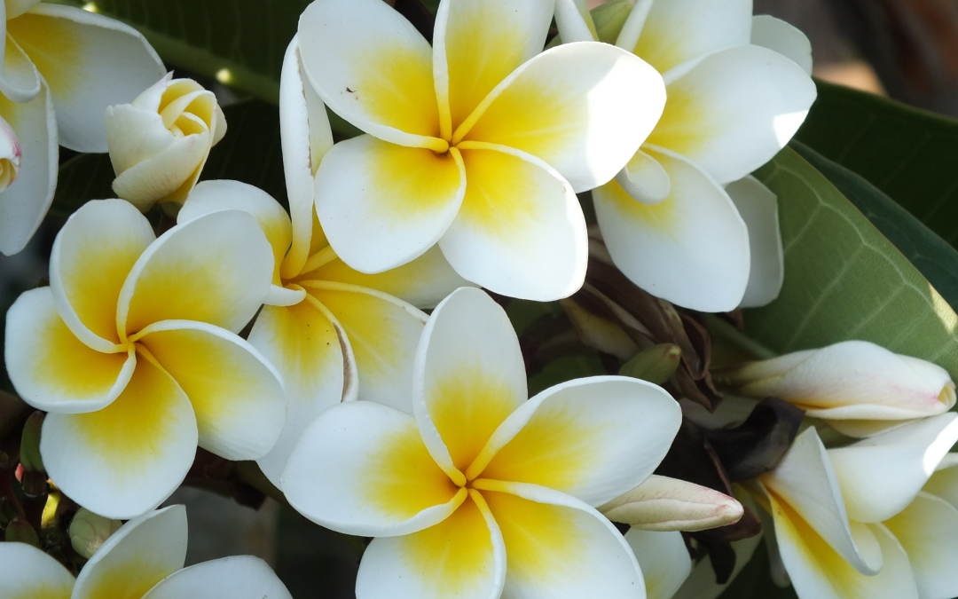 Things You Need To Know About Plumerias