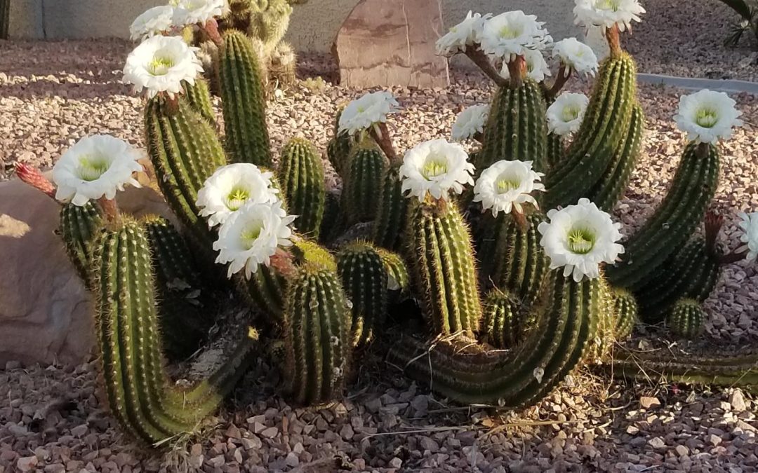 Amazing Cacti in the Desert!